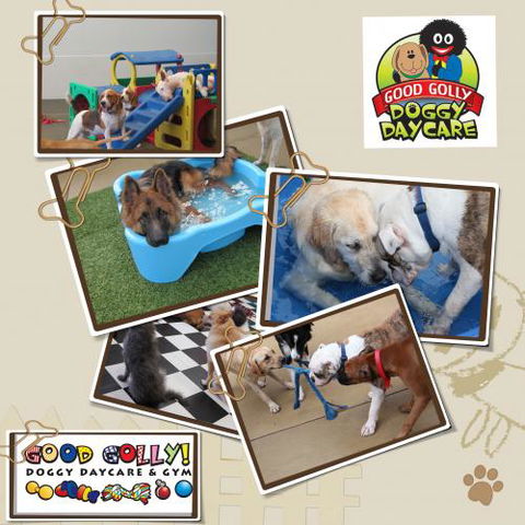 Good! Golly K9 Academy - Suburb Australia 0