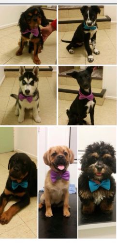 Dog Trainers Killarney Vale NSW Suburb Australia