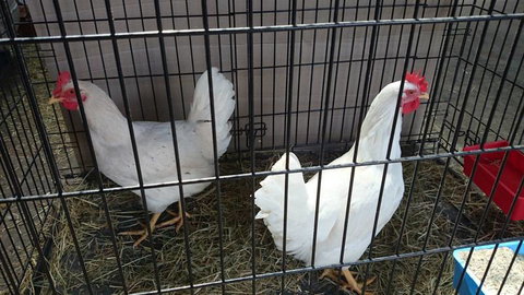 Country Wide Rural Merchants - Suburb Australia 4