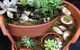 M’s Enchanted Flowers - thumb 4