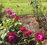 A Rosemere Roses - Suburb Australia