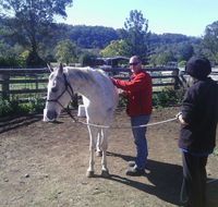 Ben Walder Horse Acupuncture  Iridology - Suburb Australia