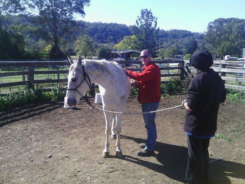 Ben Walder Horse Acupuncture & Iridology - Suburb Australia 0