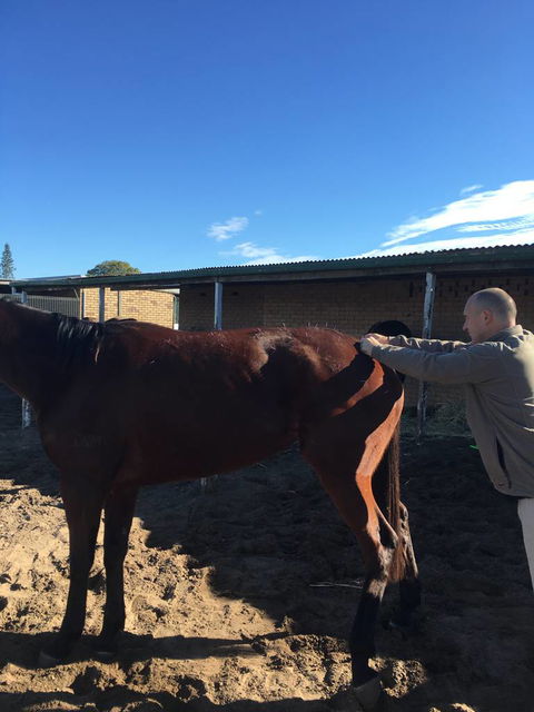 Ben Walder Horse Acupuncture & Iridology - Suburb Australia 1