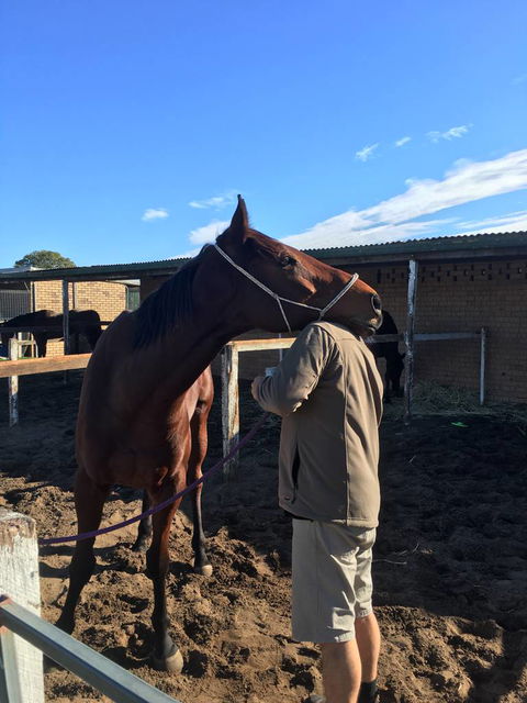 Ben Walder Horse Acupuncture & Iridology - Suburb Australia 2