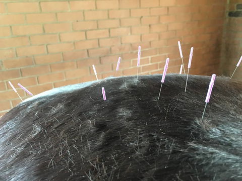 Ben Walder Horse Acupuncture & Iridology - Suburb Australia 3