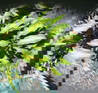 Wulguru Indoor Plant Hire - Suburb Australia