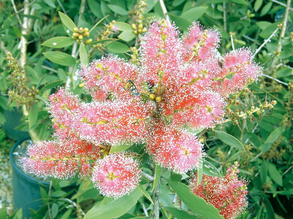 Nurseries Garden Centres Edmonton QLD Suburb Australia