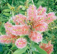 Mad About Plants - Suburb Australia