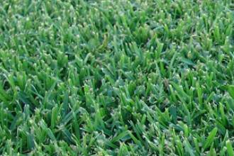 Lawn Turf Supplies Bunya Creek QLD Suburb Australia