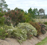 Sunshine Coast Native Landscapes - Suburb Australia