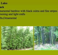 Bamboo Creations Australia - Suburb Australia