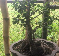 Bonsai Bliss - Suburb Australia