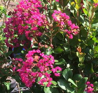 Coolamon Gardens - Suburb Australia