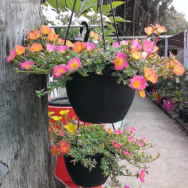 Nurseries Garden Centres Doonan QLD Suburb Australia