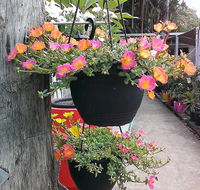 Doonan Valley Garden Centre - Suburb Australia