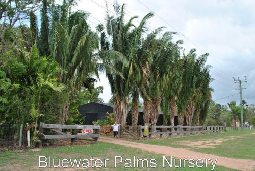 Nurseries Garden Centres Bluewater QLD Suburb Australia
