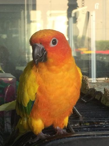 Pet Transport Suburb Australia