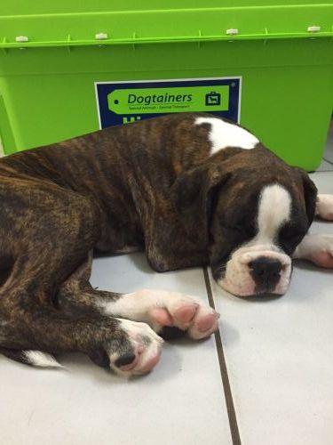 Dogtainers Cairns - Suburb Australia 0