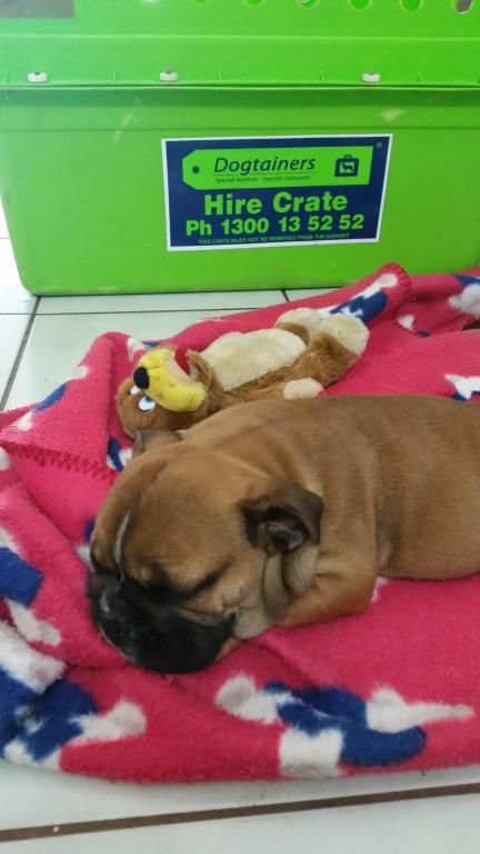 Dogtainers Cairns - Suburb Australia 1