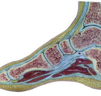 The Hunter Foot Clinic - Suburb Australia
